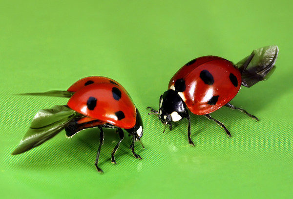 COCCINELLES 2