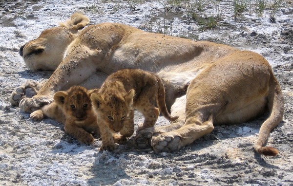 LIONNE ET LIONCEAUX