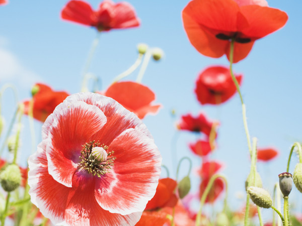 COQUELICOTS