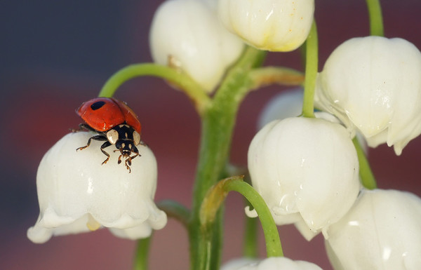 COCCINELLE 2