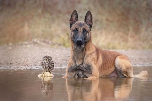 CHIEN ET CHOUETTE