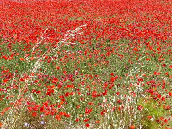 COQUELICOTS