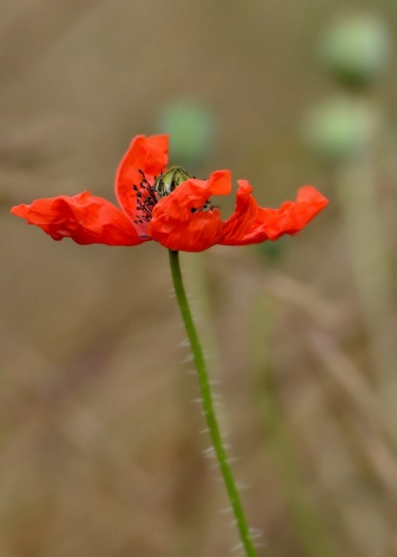 COQUELICOT