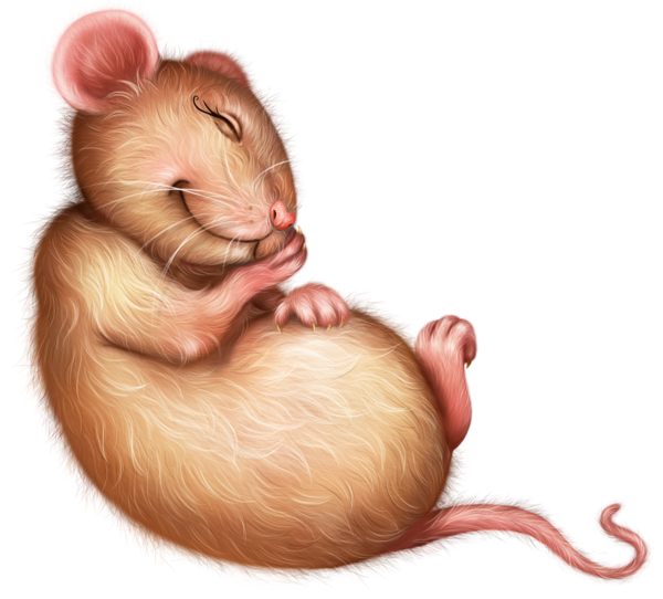 SOURIS RAT HAMSTER... 2