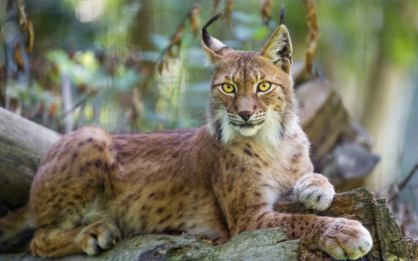 LYNX