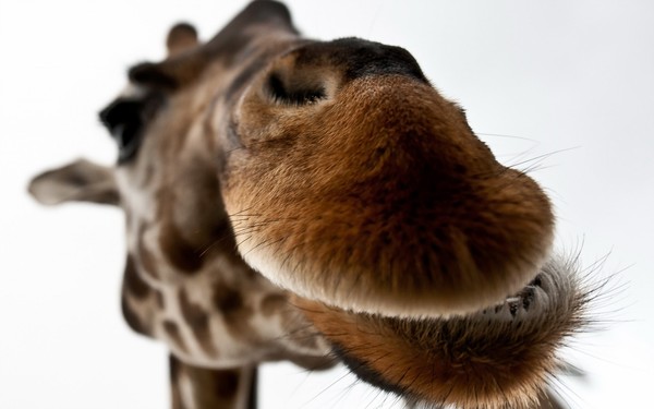 GIRAFE