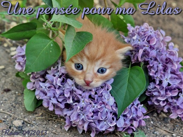 CADEAU POUR LILAS