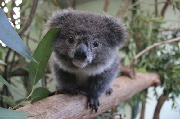 KOALA