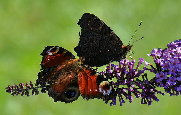 PAPILLONS