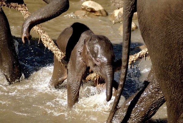 ELEPHANTS