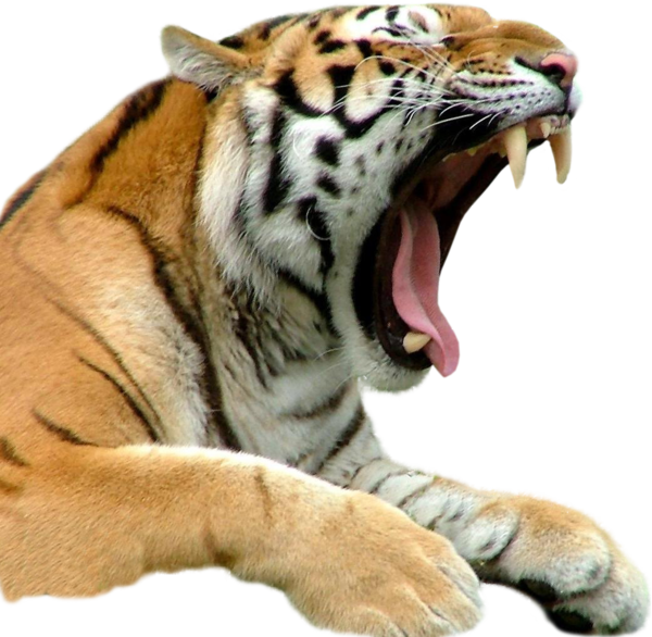 TIGRE