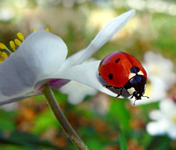 COCCINELLE 3