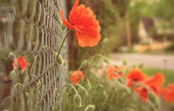 COQUELICOTS