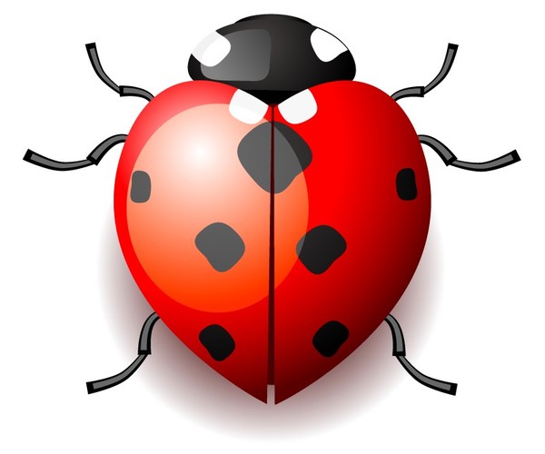 COCCINELLES