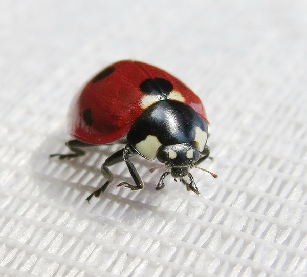 COCCINELLE 2