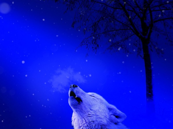 LOUP