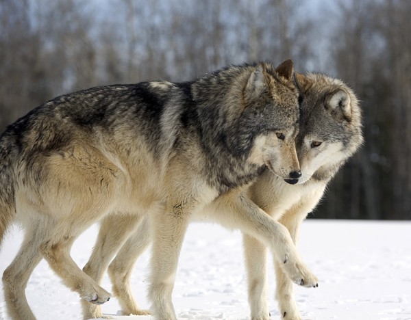 LOUPS