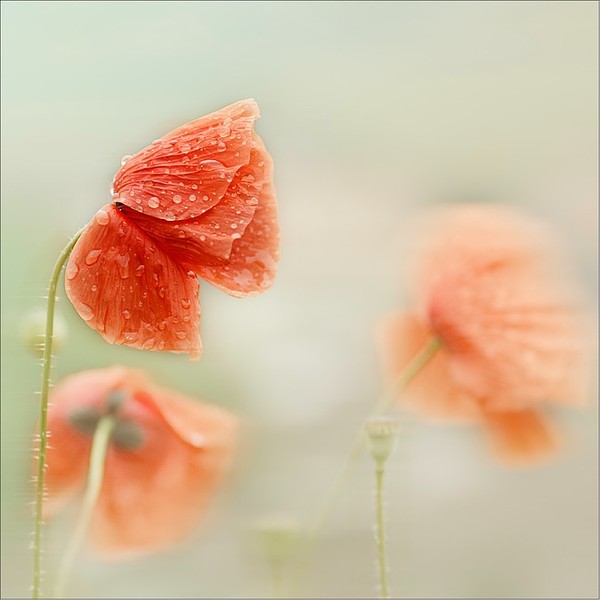 COQUELICOTS