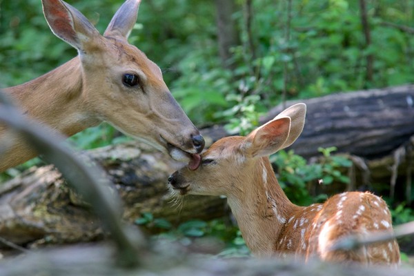 BICHE ET FAON