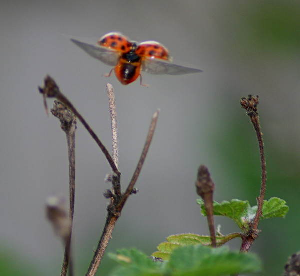 COCCINELLE