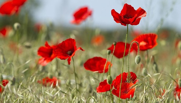 COQUELICOTS