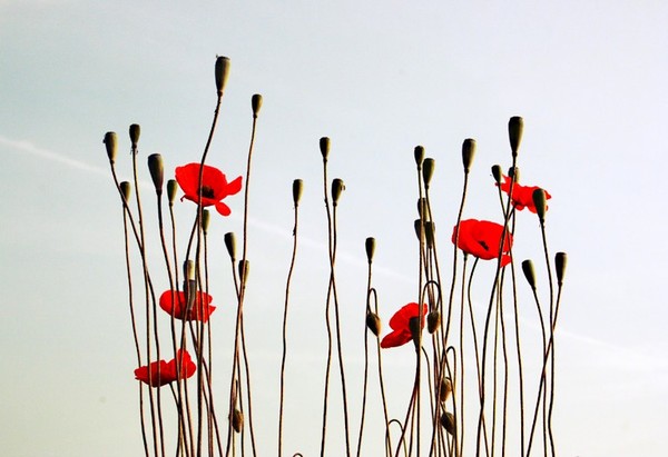 COQUELICOTS