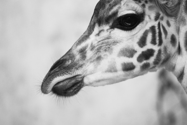 GIRAFE