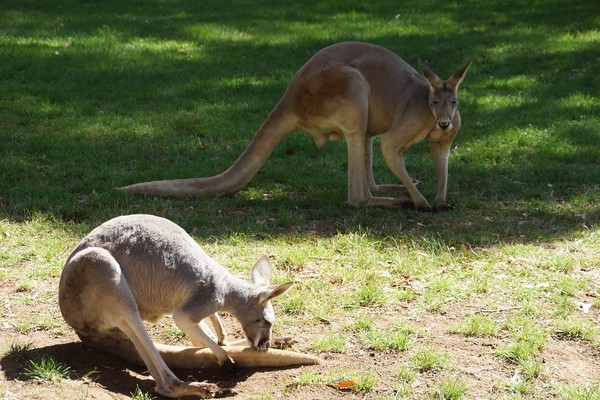 KANGOUROUS