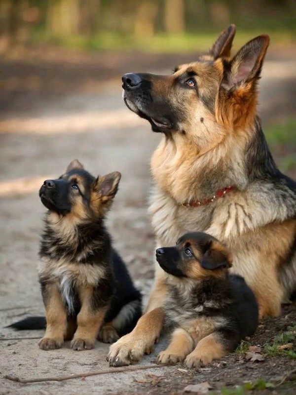 CHIEN 5