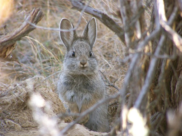 LAPIN