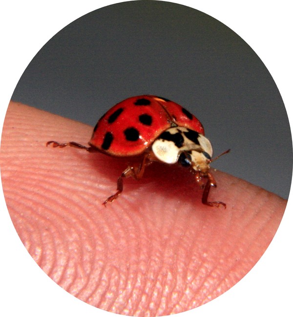 COCCINELLE