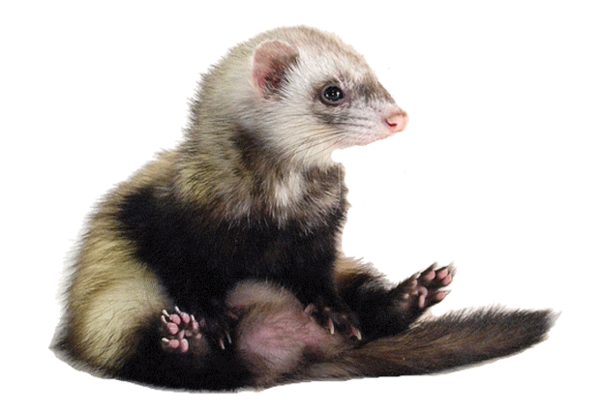 FURET