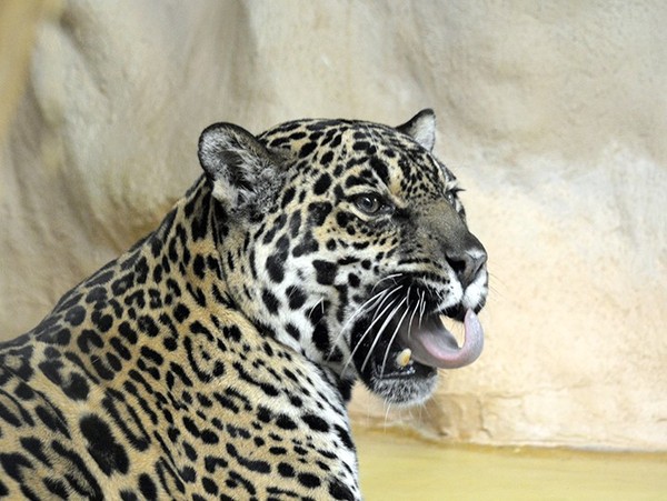 JAGUAR