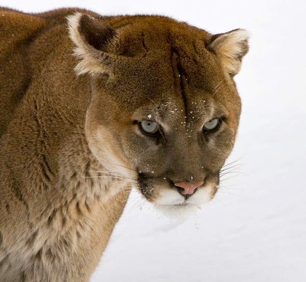 COUGAR