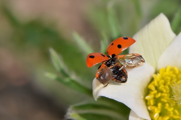 COCCINELLE