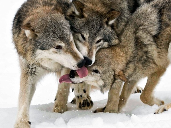 LOUPS