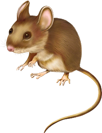 SOURIS RAT HAMSTER... 2