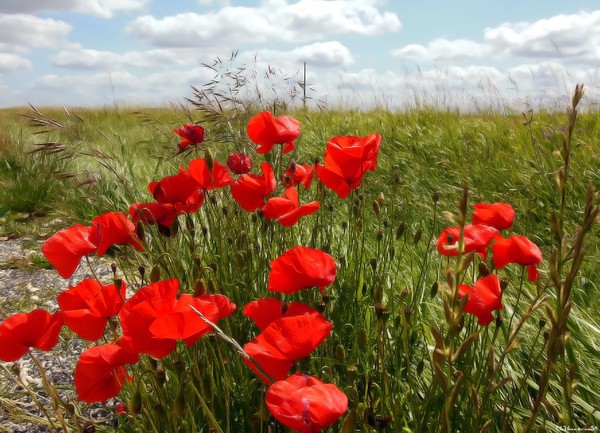 COQUELICOTS