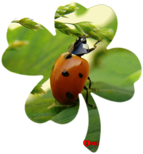 COCCINELLE