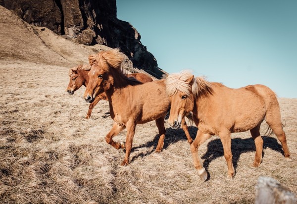 CHEVAUX 2