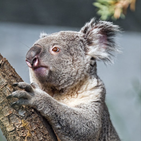 KOALA