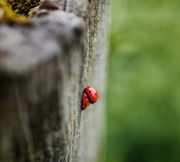 COCCINELLES