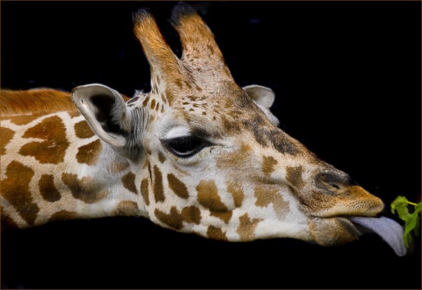 GIRAFE