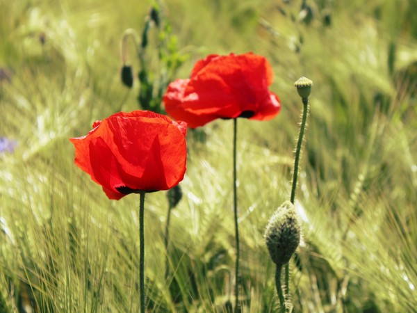 COQUELICOTS