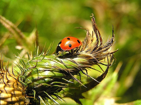 COCCINELLE