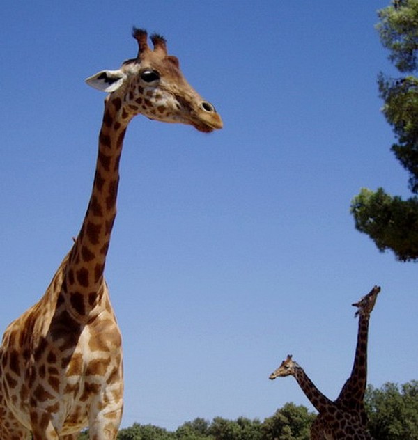 GIRAFES