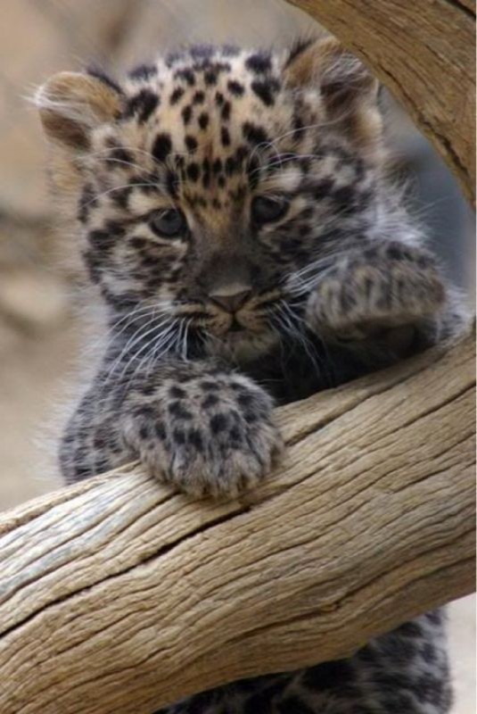 LEOPARD