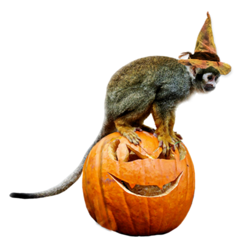 TUBE HALLOWEEN ANIMAUX