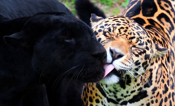 JAGUAR ET PANTHERE NOIRE