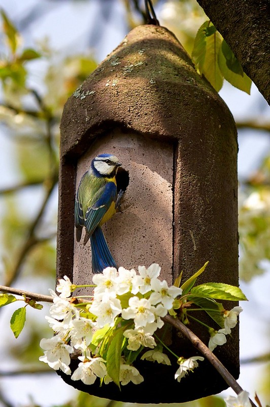 OISEAU